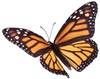 Monarch-Butterfly-100-80