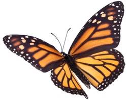 Monarch-Butterfly-250-200