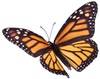 Monarch-Butterfly-100-80 copy